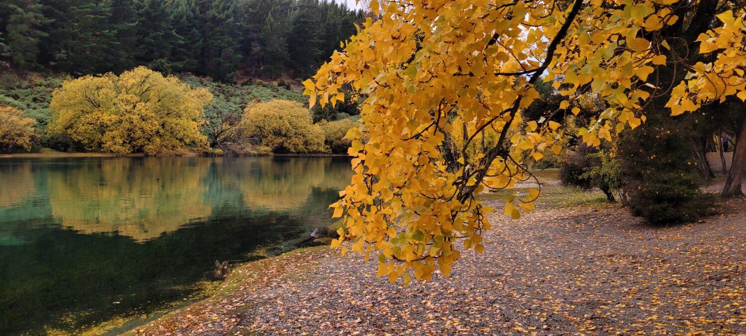 Couleurs d'automne lors d'une promenade le long de la rivière Clutha depuis l'Outlet Camp Wanaka/ Wanaka