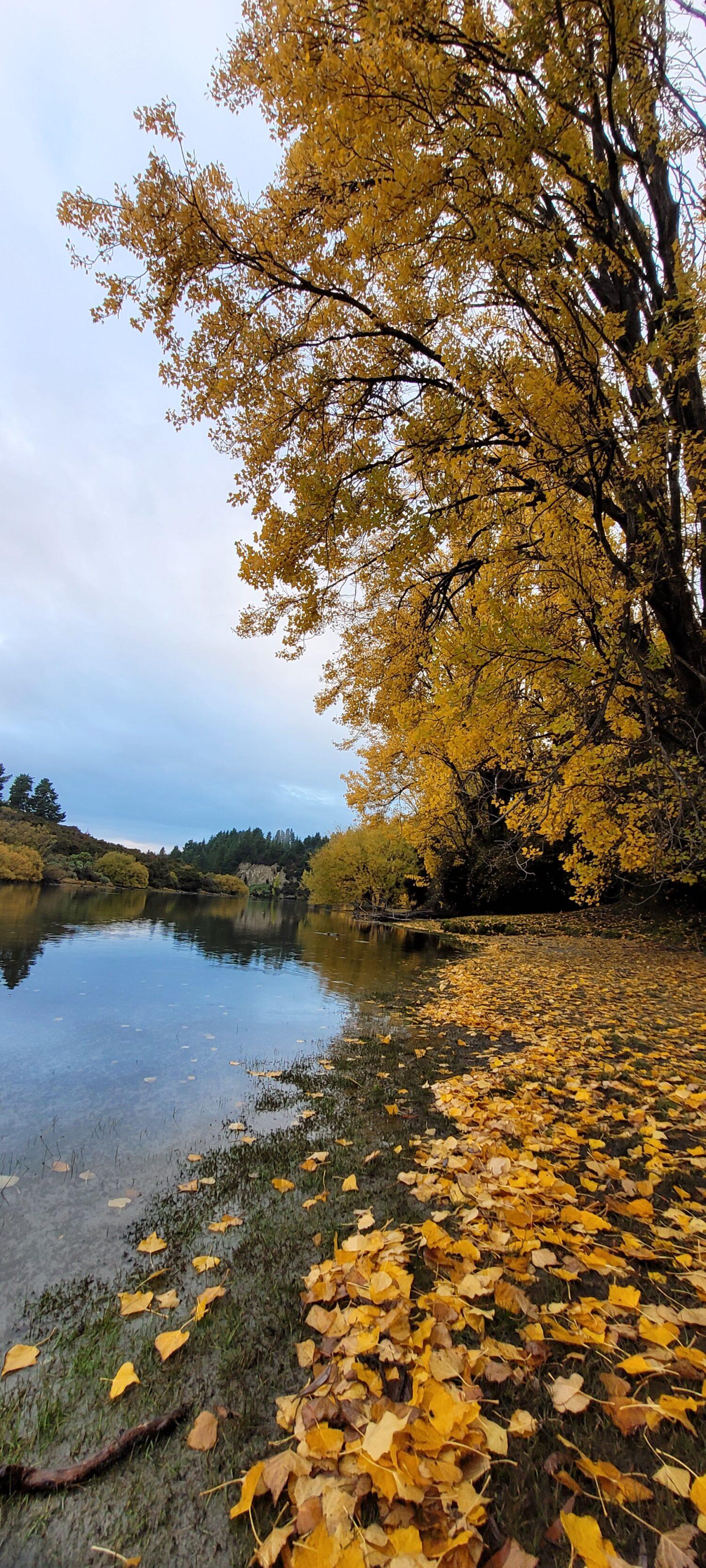 Colores de otoño en un paseo por el río Clutha desde Outlet Camp Wanaka/ Wanaka