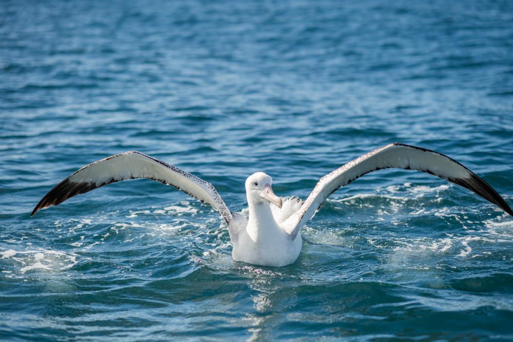 Albatros Tour Kaikoura