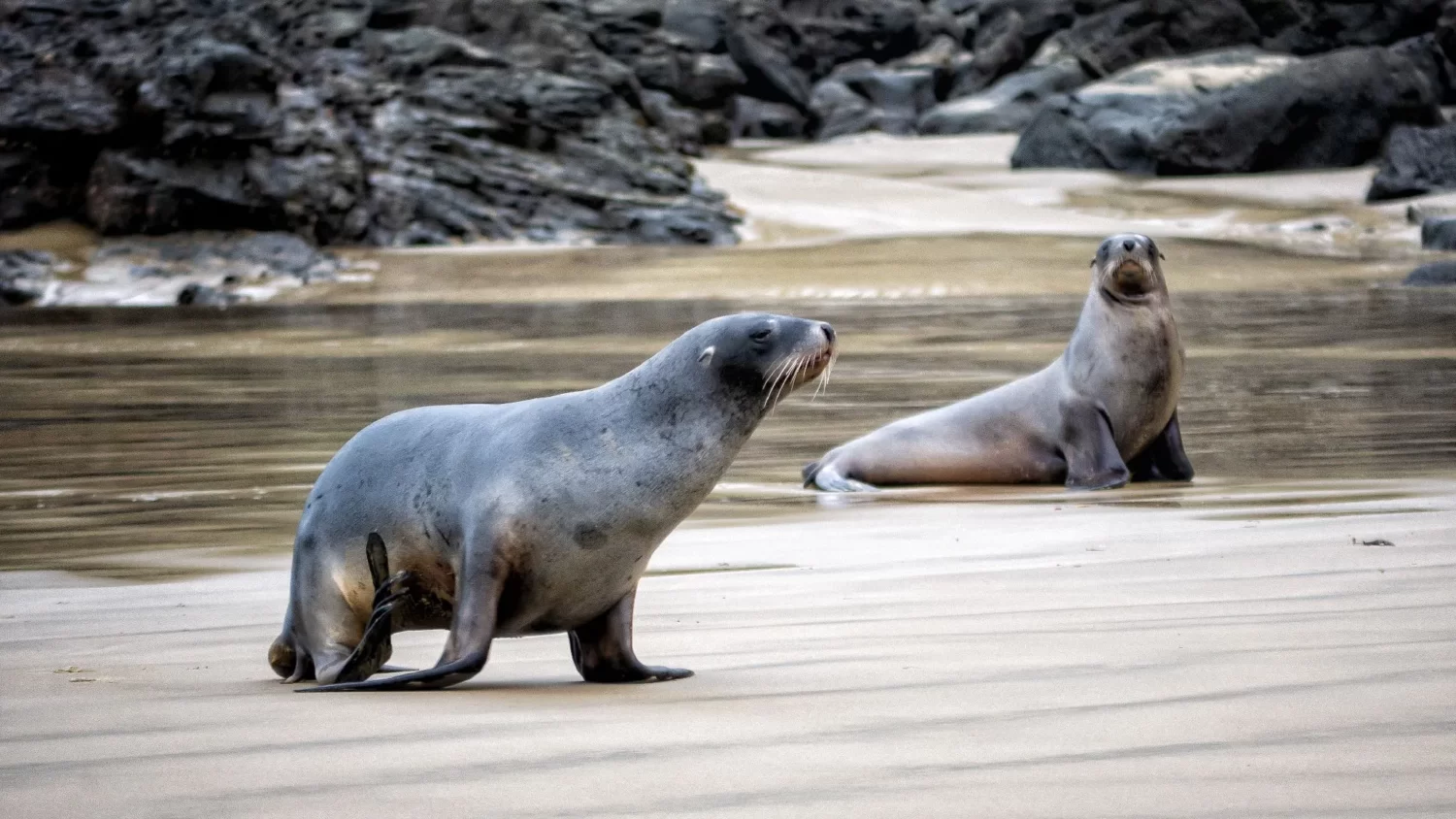 Lions de mer dans les Catlins Nouvelle-Zélande