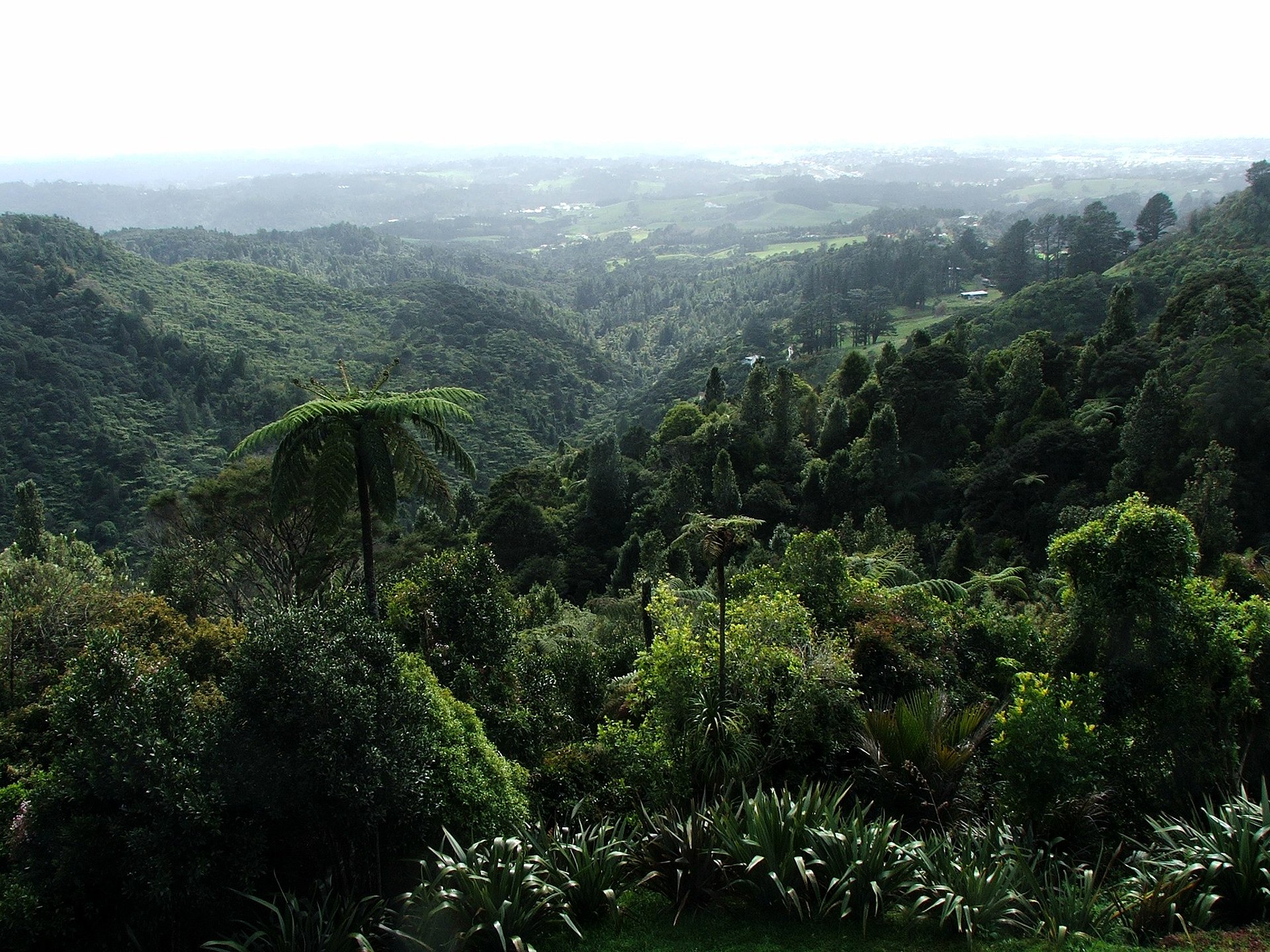 10 Best Day Hikes Near Auckland (Under 90 Minutes' Drive)